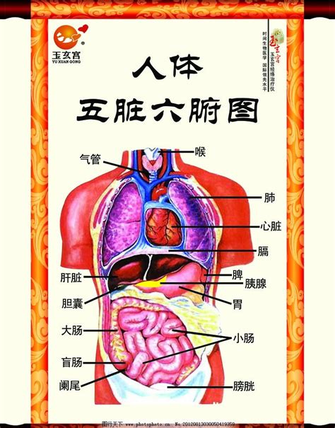 身體部位圖|人体图五脏的位置图分布图 (人体结构解剖图)